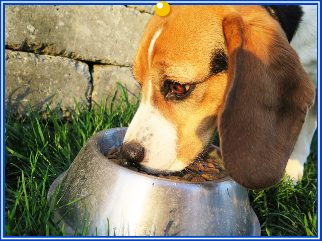 ペットフードのお取り寄せ