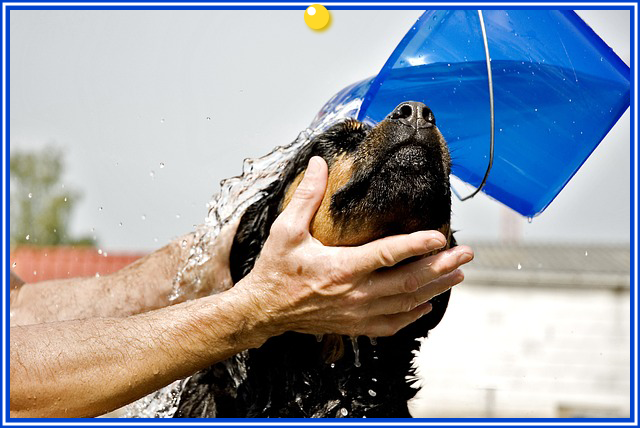 薬浴シャンプー