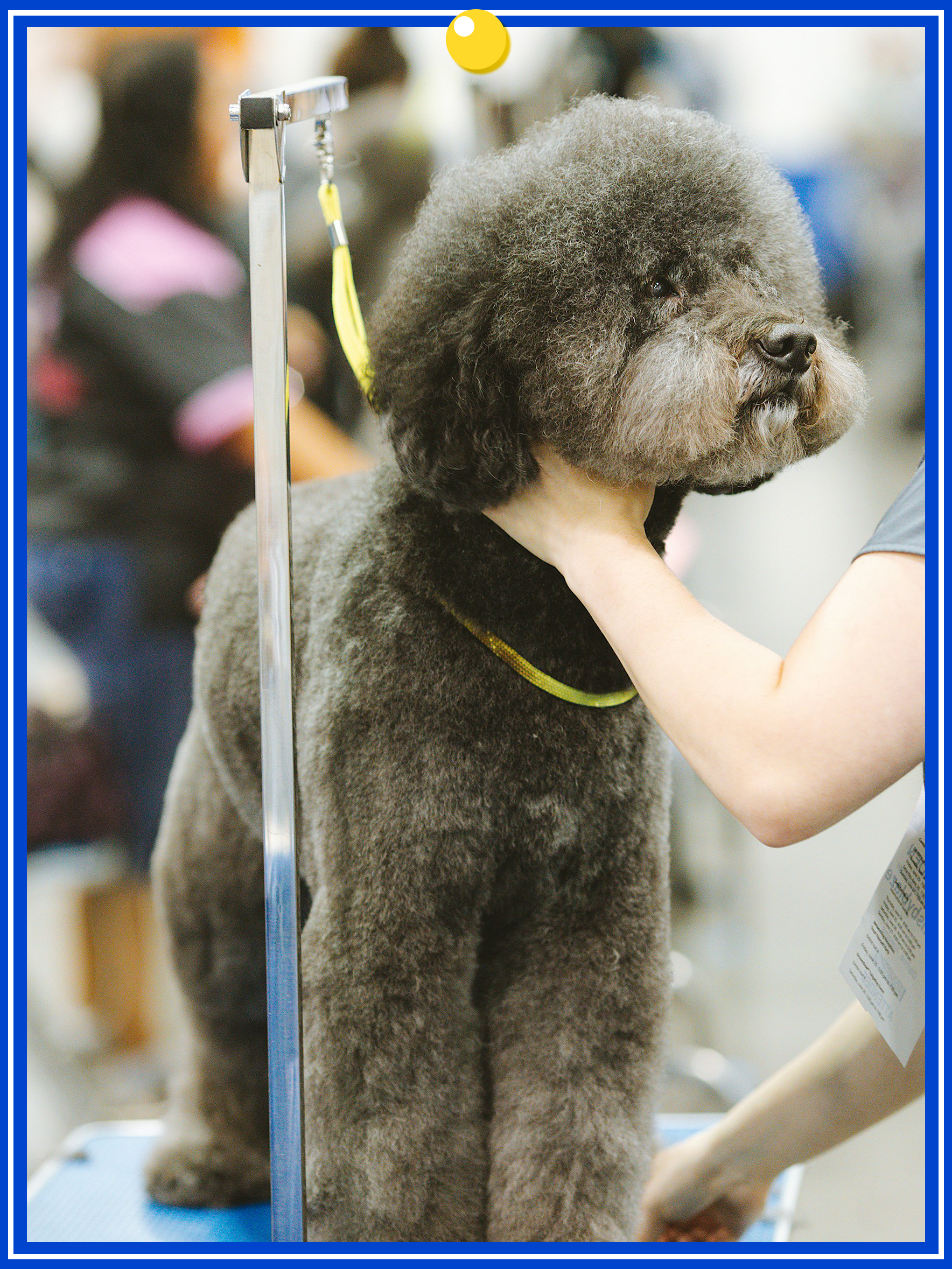 シャンプーと仕上げ